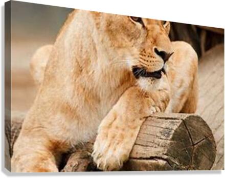 1438 Canvas Print