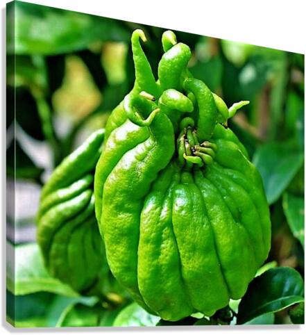 1466 Canvas Print