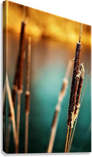 1471 Canvas Print