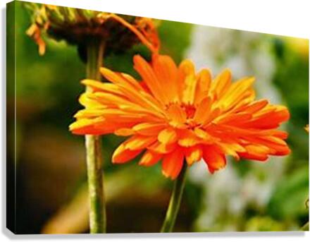 1477 Canvas Print