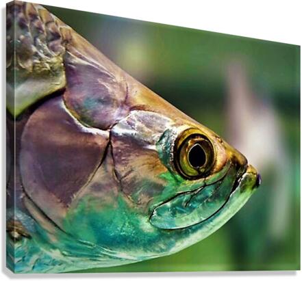 1499 Canvas Print