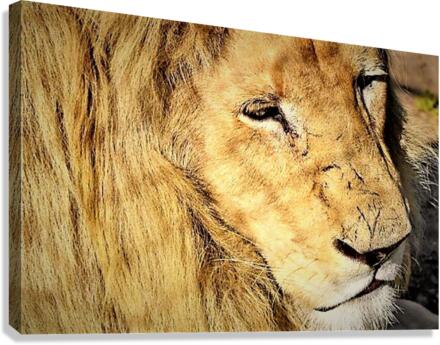 1500 Canvas Print