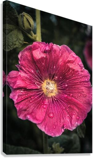 1502 Canvas Print