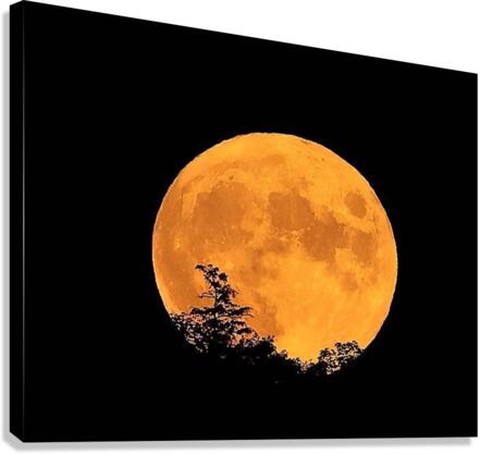 1517 Canvas Print