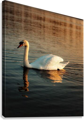1532 Canvas Print