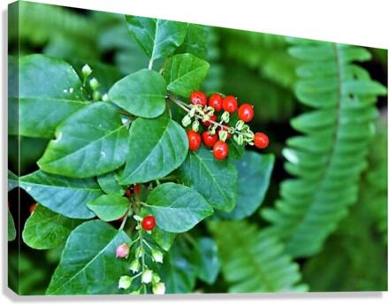 1544 Canvas Print