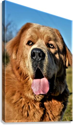 1550 Canvas Print