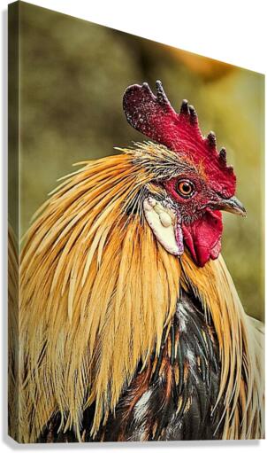 1554 Canvas Print