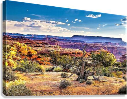 1697 Canvas Print