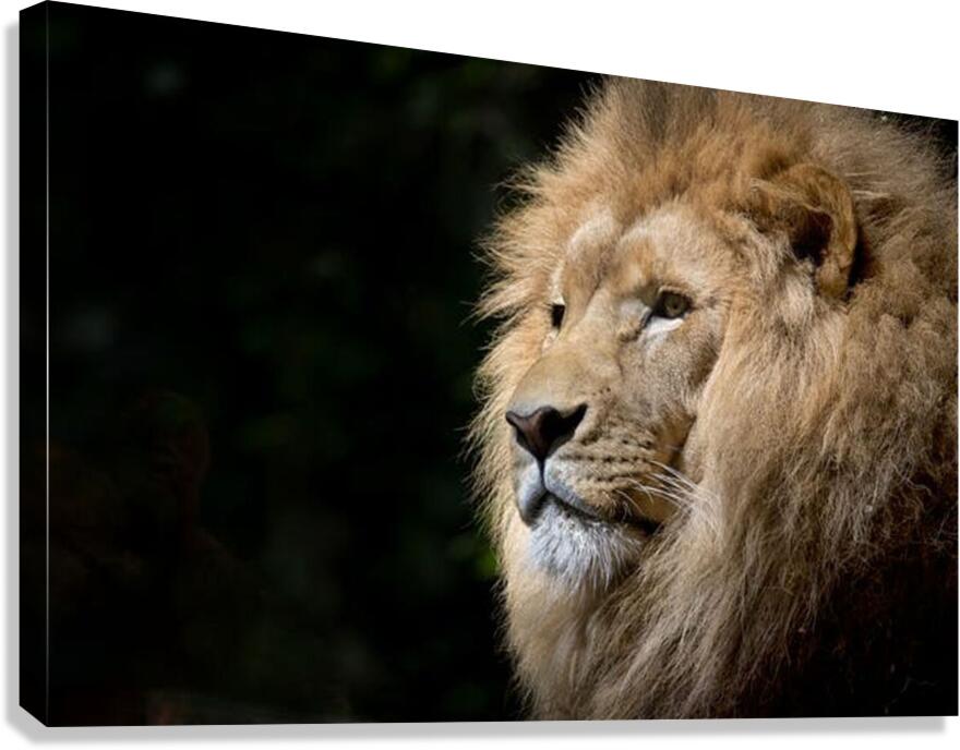1738 Canvas Print
