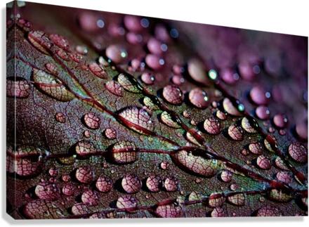 1753 Canvas Print