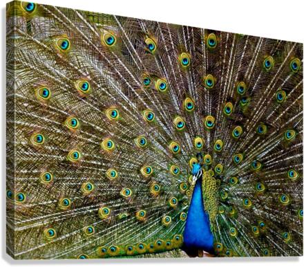1822 Canvas Print
