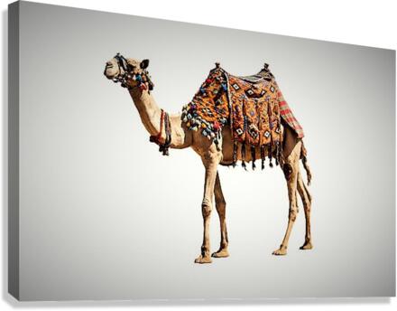 1972 Canvas Print