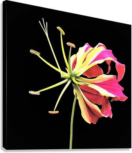 2063 Canvas Print