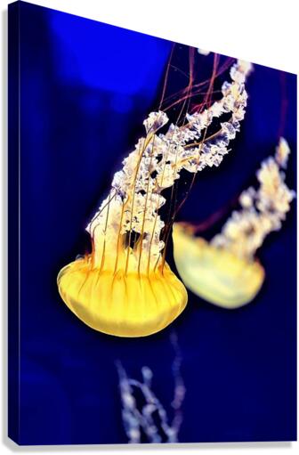 2072 Canvas Print
