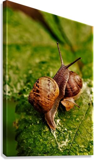 2074 Canvas Print