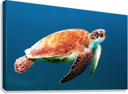 2096 Canvas Print