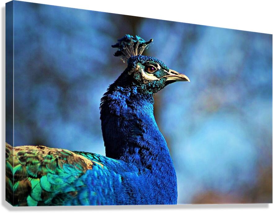 2133 Canvas Print