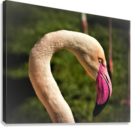 2145 Canvas Print