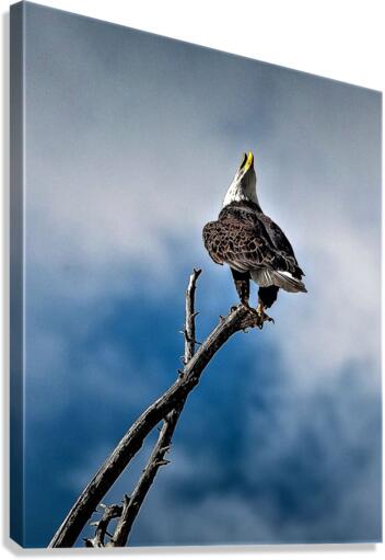 2147 Canvas Print