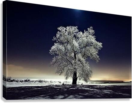 2151 Canvas Print