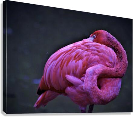 2172 Canvas Print