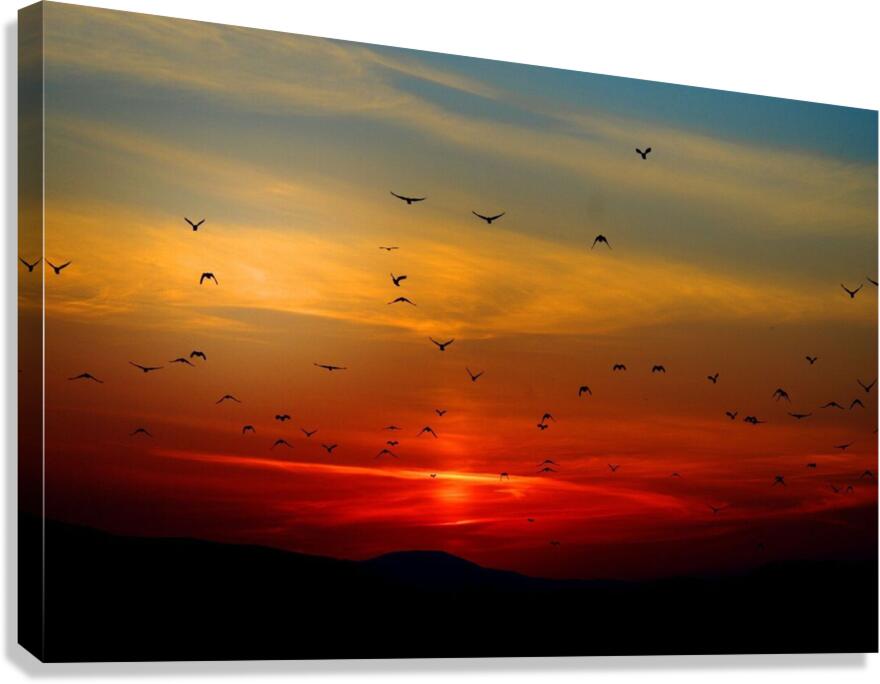 2225 Canvas Print