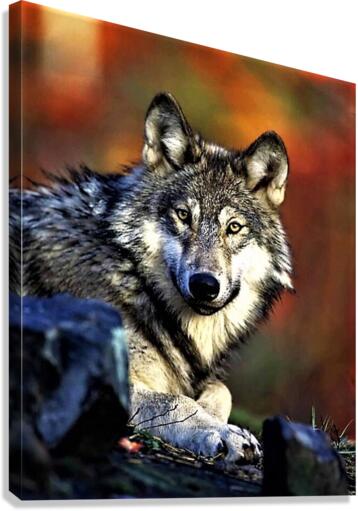 2235 Canvas Print