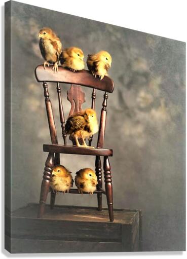 2240 Canvas Print
