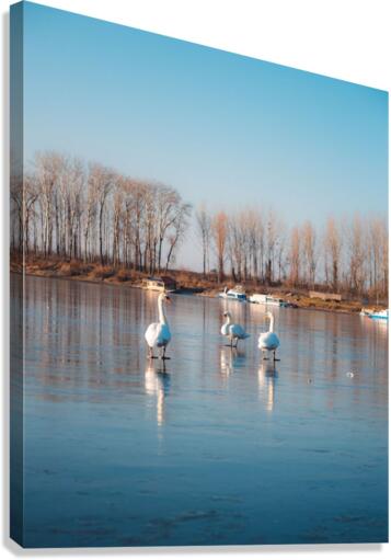 2252 Canvas Print