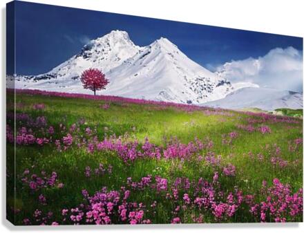 2255 Canvas Print