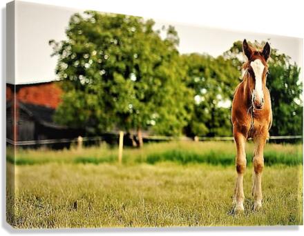 2271 Canvas Print