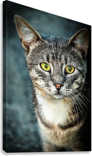 2272 Canvas Print
