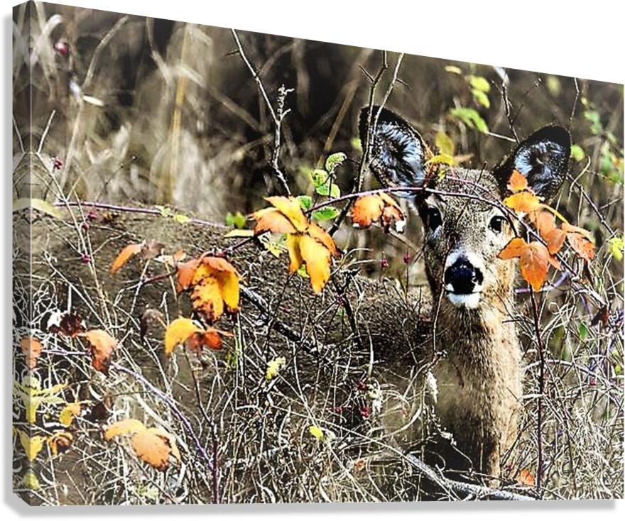2291 Canvas Print