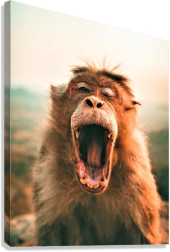 2294 Canvas Print