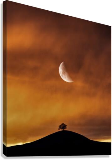 2299 Canvas Print