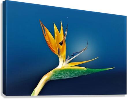 2316 Canvas Print