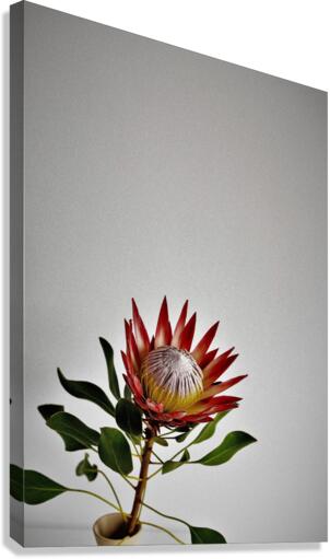 2331 Canvas Print