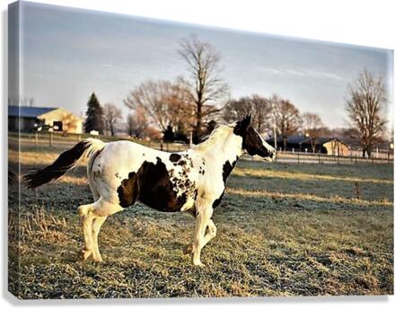 2363 Canvas Print