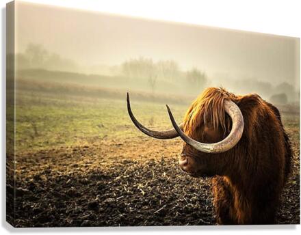 2378 Canvas Print