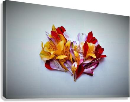 2385 Canvas Print