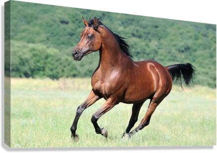 2411 Canvas Print