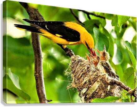 2412 Canvas Print