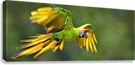 2413 Canvas Print