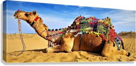 2414 Canvas Print