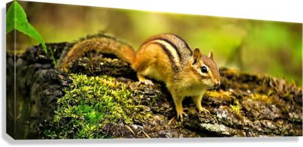 2421 Canvas Print