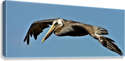2425 Canvas Print