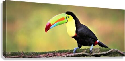 2428 Canvas Print