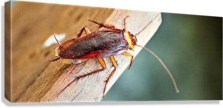 2429 Canvas Print