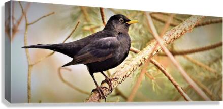 2439 Canvas Print